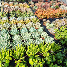 Load image into Gallery viewer, Erica Private Party (GNO: Girls just want to have plants!) 11/15/25