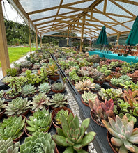 Load image into Gallery viewer, Erica Private Party (GNO: Girls just want to have plants!) 11/15/25