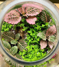 Load image into Gallery viewer, Erica Private Party (GNO: Girls just want to have plants!) 11/15/25