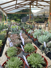 Load image into Gallery viewer, Book a DIY