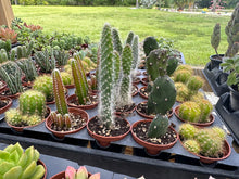 Load image into Gallery viewer, Erica Private Party (GNO: Girls just want to have plants!) 11/15/25