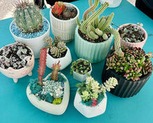 Load image into Gallery viewer, Erica Private Party (GNO: Girls just want to have plants!) 11/15/25