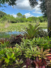 Load image into Gallery viewer, Lakes Park &amp; Recreation Potting Bar 4/11/25
