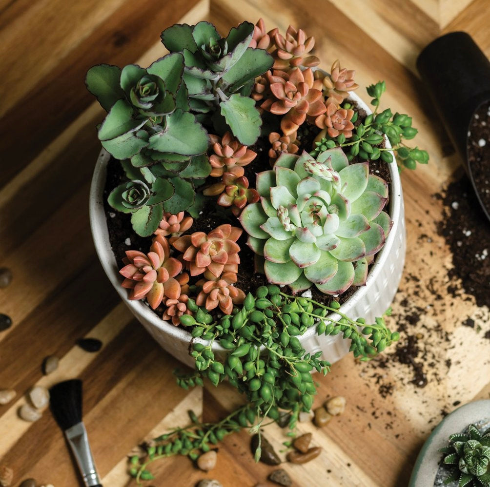 ceramic pots with plants Ceramic Plant Pot with Rubber Liner